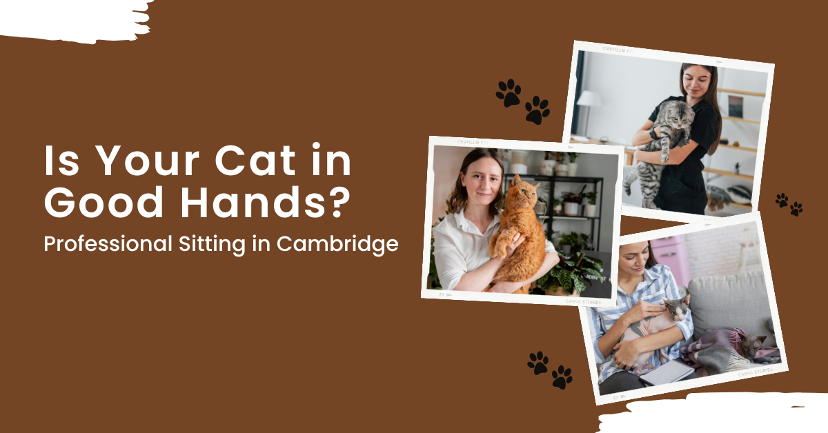 Is Your Cat in Good Hands? Professional Sitting in Cambridge