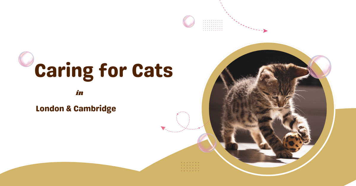 Caring for Cats in London & Cambridge: Breeds, Rescues, and Essential Tips