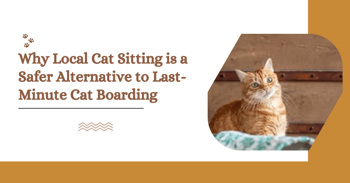 Why Local Cat Sitting is a Safer Alternative to Last-Minute Cat Boarding