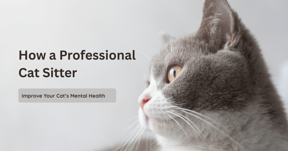 Professional Cat Sitter