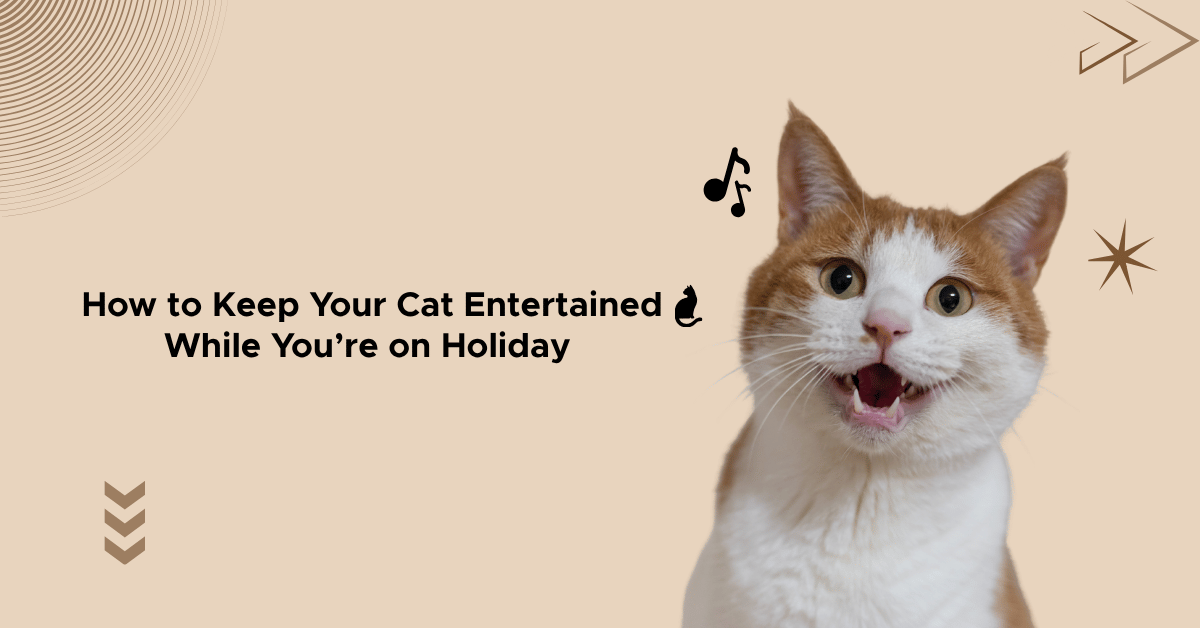 How to Keep Your Cat Entertained While You’re on Holiday 