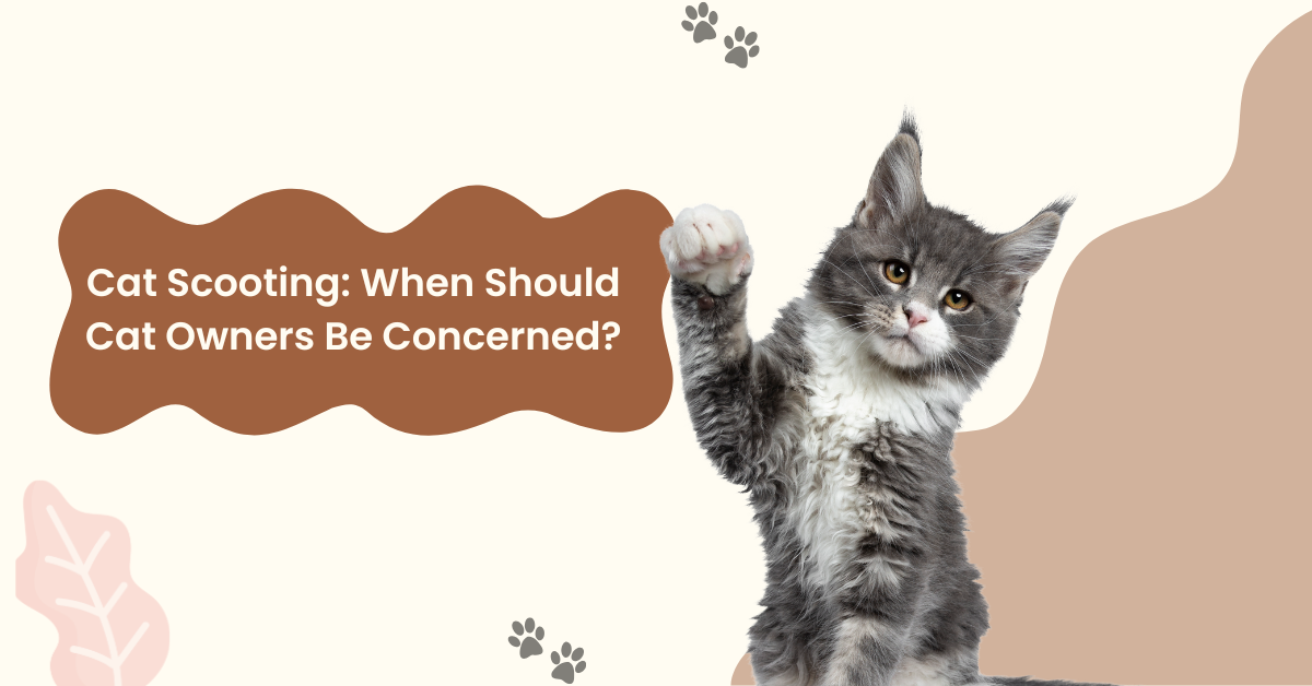 Cat Scooting When Should Cat Owners Be Concerned