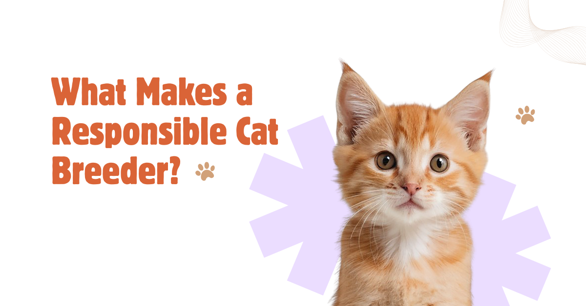 What Makes a Responsible Cat Breeder?